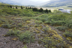 View tree line