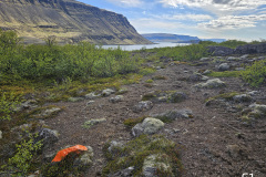 S1 fjord view