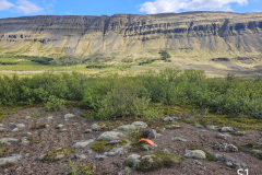 S1 looking south
